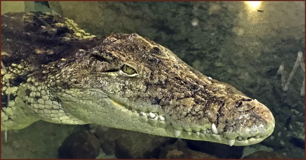 Acuario de Zaragoza - CroquetArte